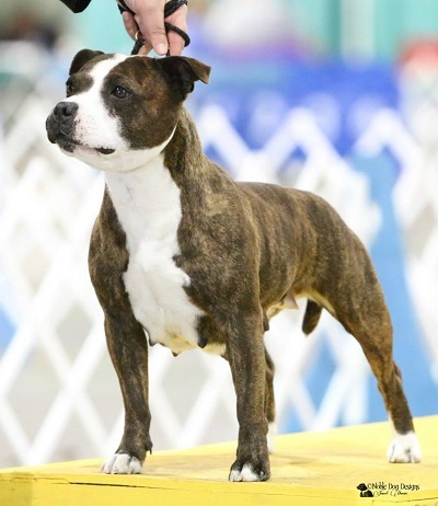 Staffordshire bull outlet terrier kennels